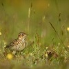 Skrivan lesni - Lullula arborea - Wood Lark 5289